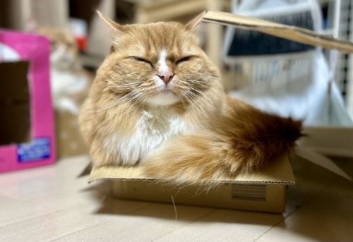 スヤスヤ寝る猫たち