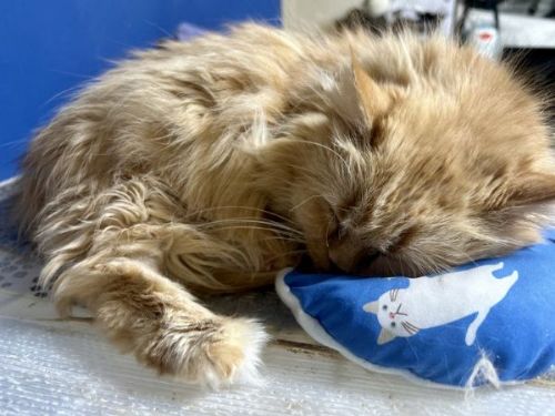 スヤスヤ寝る猫たち