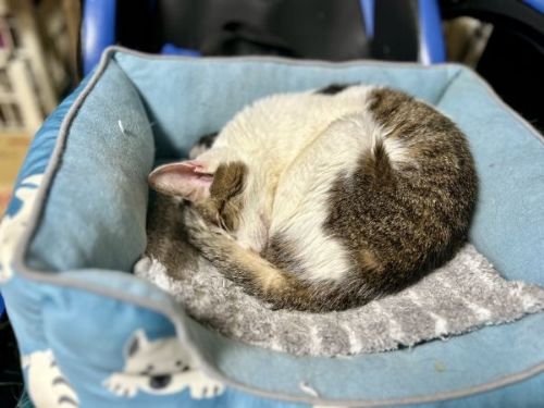 スヤスヤ寝る猫たち