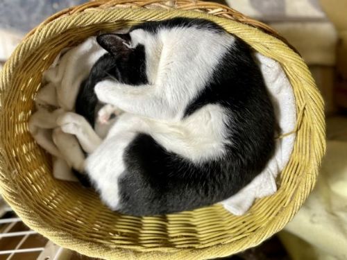 スヤスヤ寝る猫たち