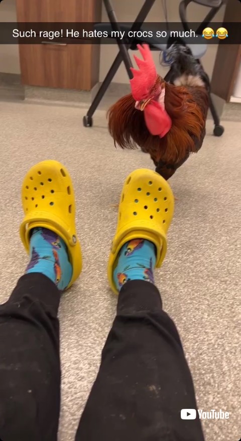 クロックスに近づく雄鶏