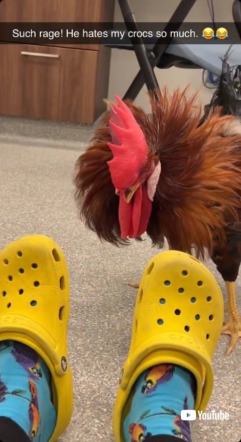 クロックスを観察する雄鶏