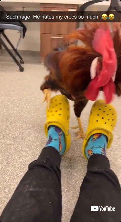 クロックスを攻撃する雄鶏