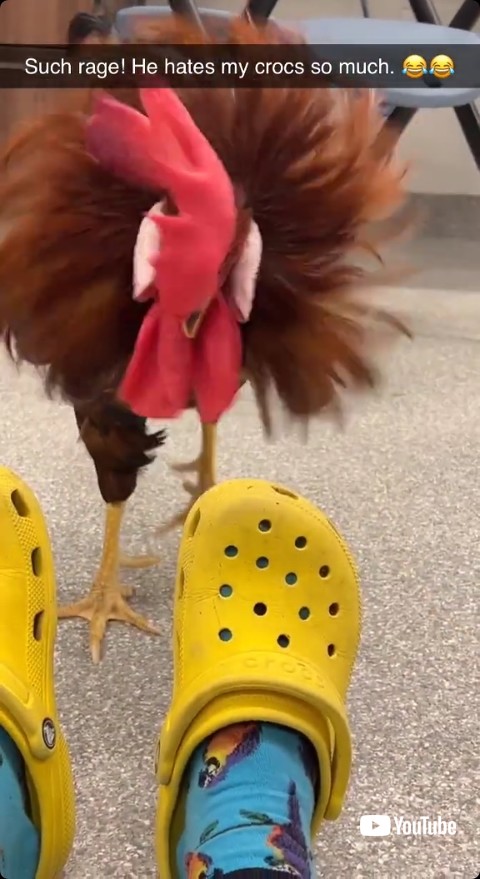 クロックスを威嚇する雄鶏