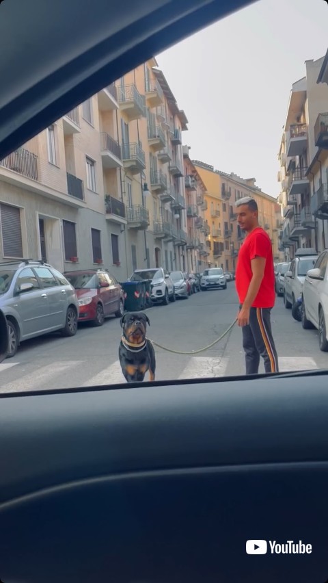 ドライバーに気づく犬