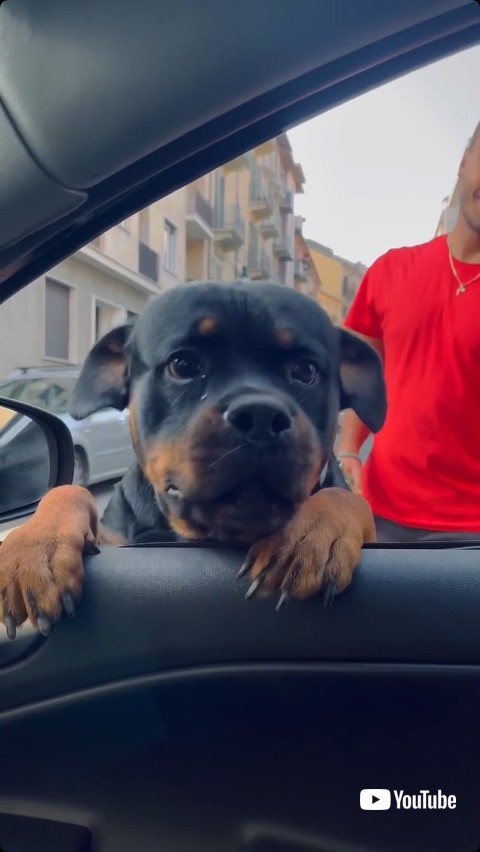 ドライバーにあいさつする犬