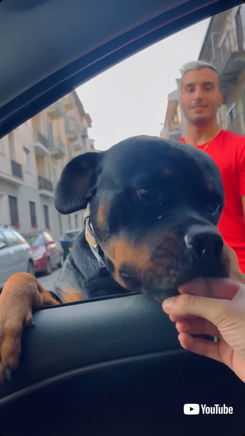 指を観察する犬