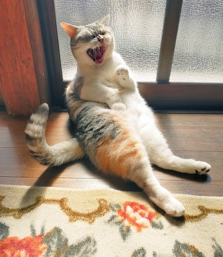 大きな口を開ける猫