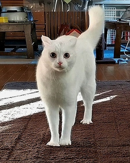 やんのか猫ちゃん