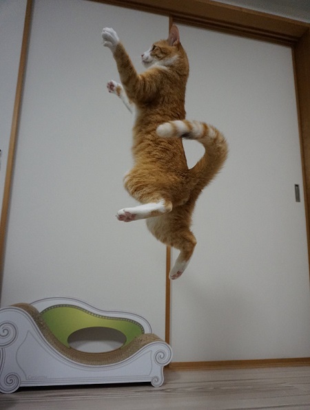 大ジャンプ猫