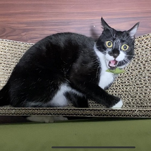 目を見開いた猫