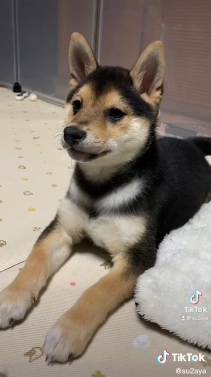 赤い毛色の柴犬