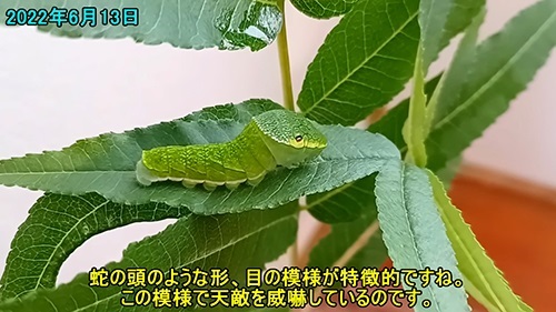 1カ月そだてた幼虫
