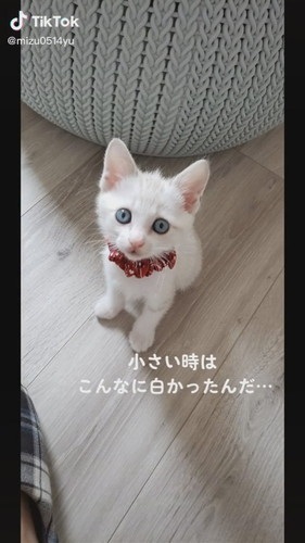 真っ白だった子猫