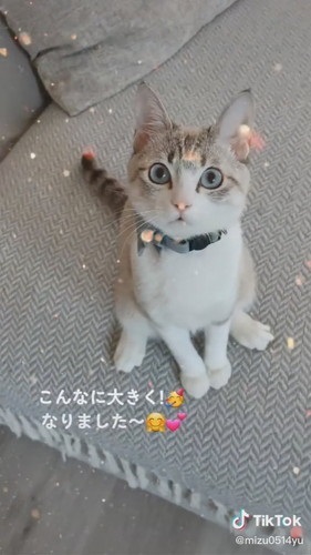 成長した猫