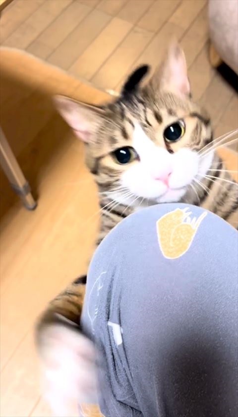 抱きついた猫