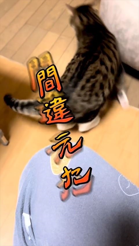 退散する猫