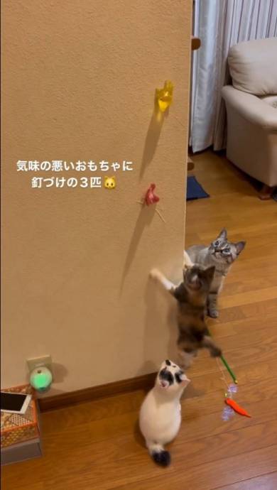 猫 気味の悪いおもちゃ マロン＆ひこ＆てん