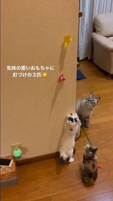 猫 気味の悪いおもちゃ マロン＆ひこ＆てん