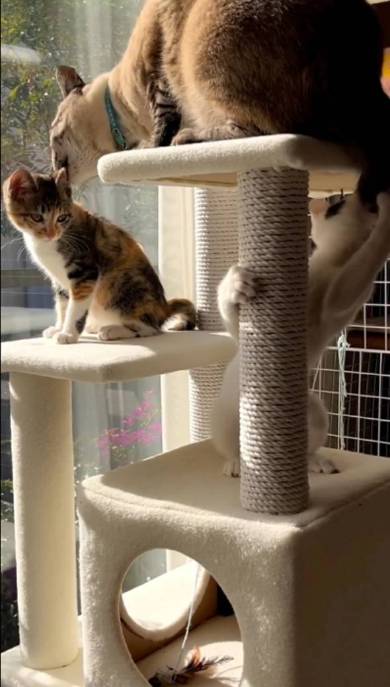 猫 気味の悪いおもちゃ マロン＆ひこ＆てん