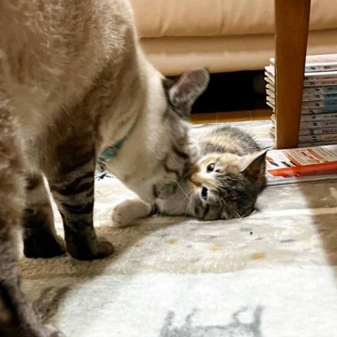 猫 気味の悪いおもちゃ マロン＆ひこ＆てん