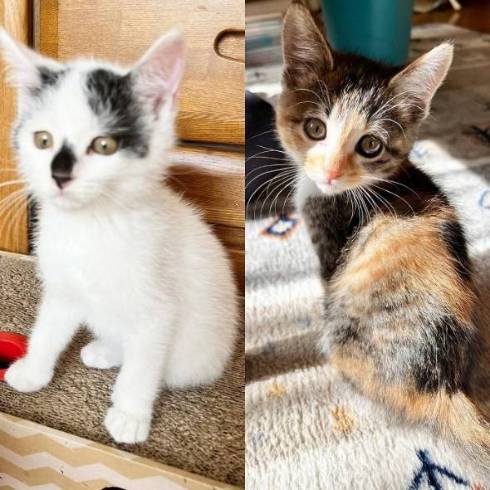 猫 気味の悪いおもちゃ マロン＆ひこ＆てん