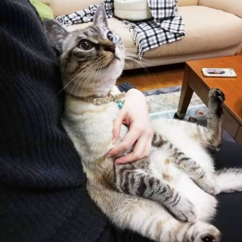 猫 気味の悪いおもちゃ マロン＆ひこ＆てん