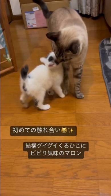 猫 気味の悪いおもちゃ マロン＆ひこ＆てん