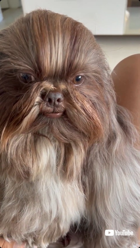 拡大したシーズー