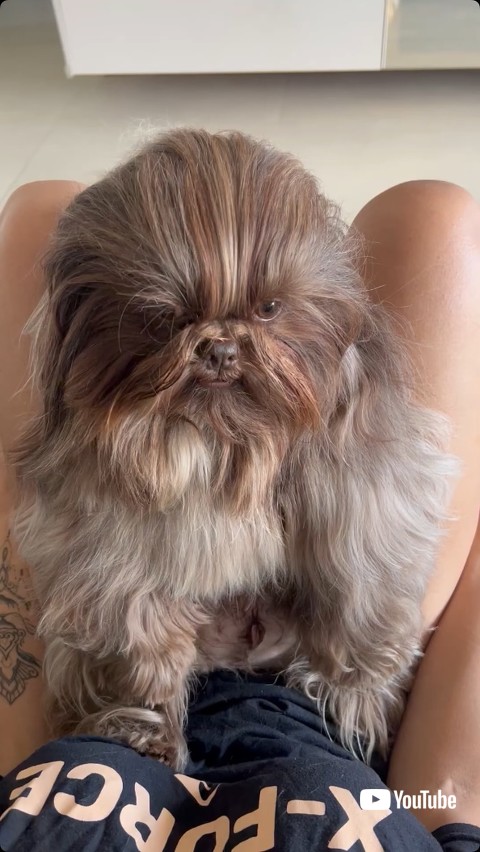 飼い主の膝上に居るシーズー