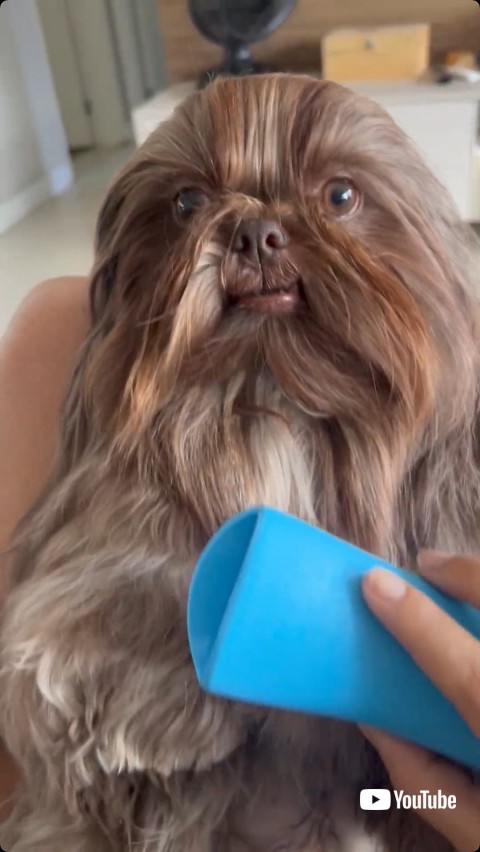 ブラッシングされるシーズー