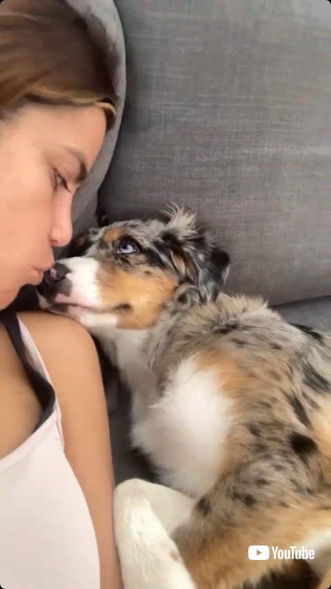 飼い主を見つめる犬