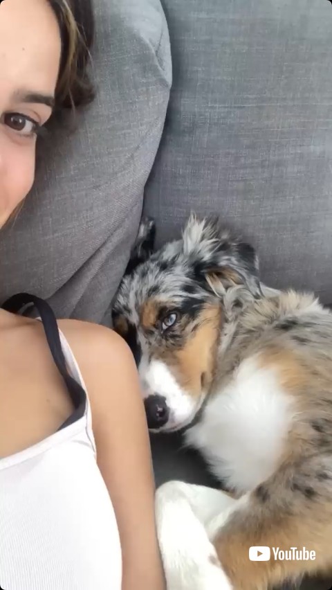 キスをされる犬