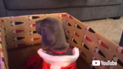 箱の中にいる子犬