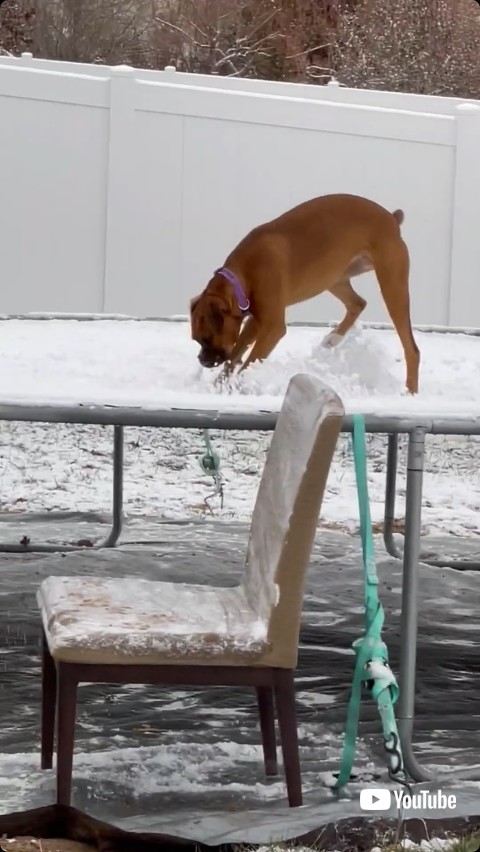 トランポリンで遊ぶ犬