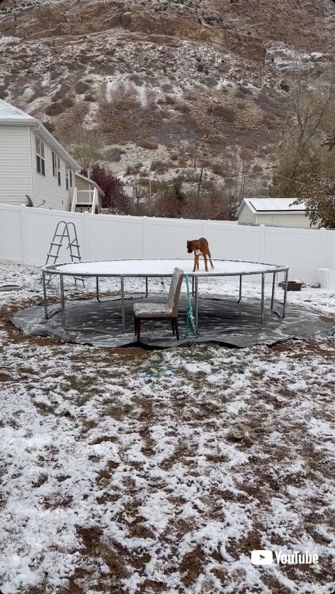 雪の積もったトランポリンにいる犬