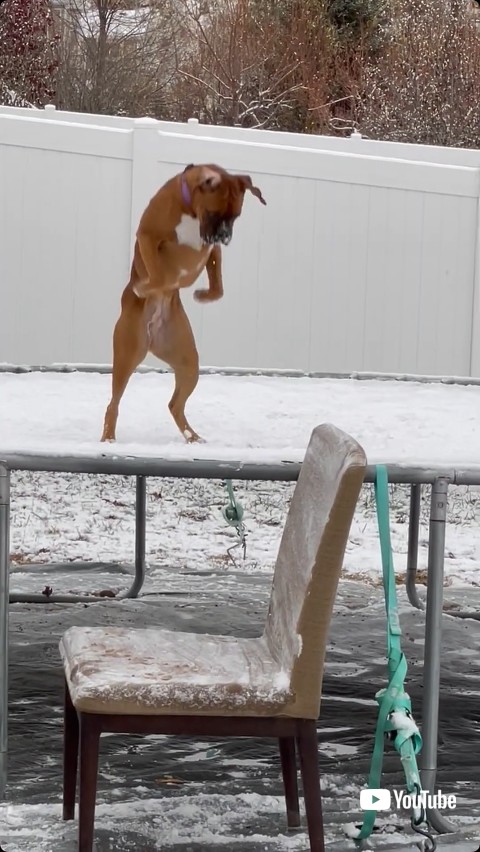トランポリンで立つ犬