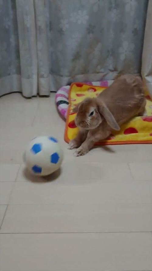 サッカーするウサギ