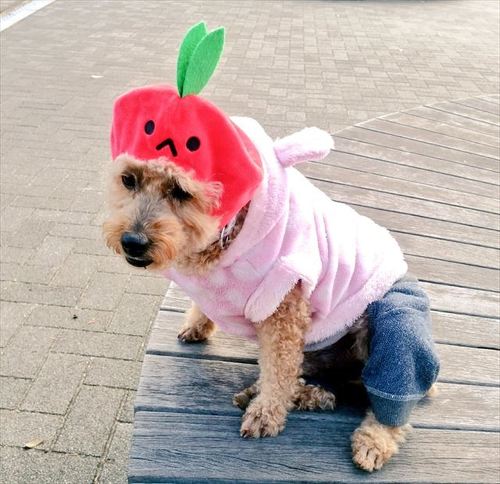 目を見開いた猫