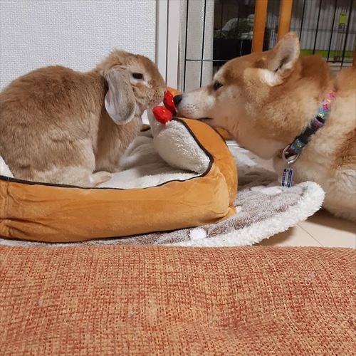 柴犬とウサギ