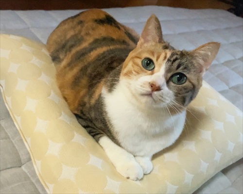 猫ちゃんと映画鑑賞