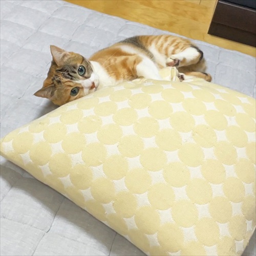 クッションにケリケリする猫