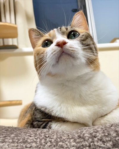 座る猫の菊ちゃん