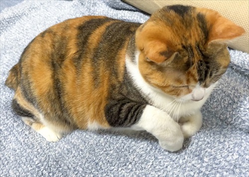 ごめん寝の菊ちゃん