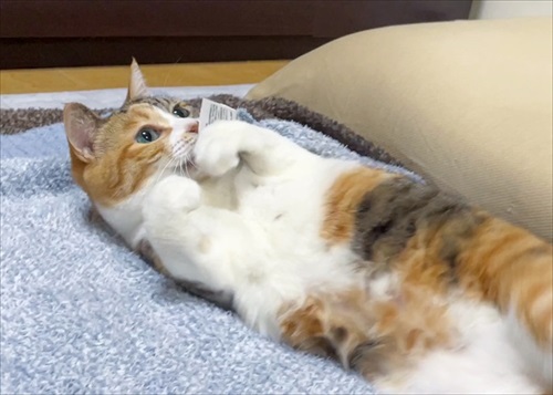 ポーズがかわいい猫