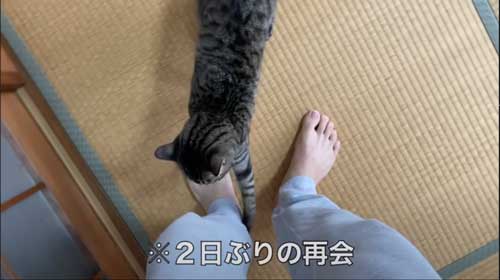 凶暴な子猫