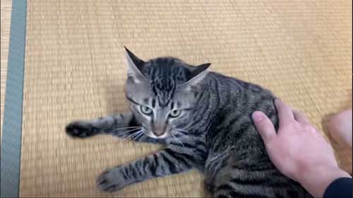 凶暴な子猫