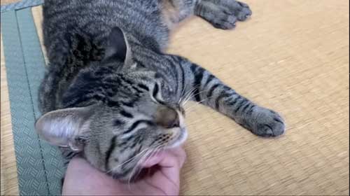 凶暴な子猫