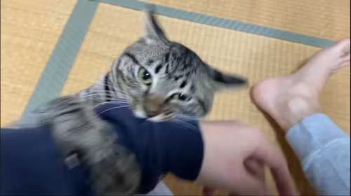 凶暴な子猫