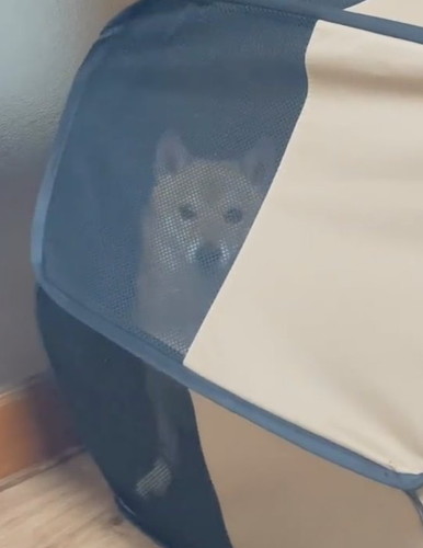 「ちょっとサークルに入ってもらってたら…」